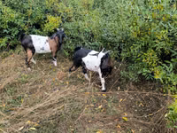 Ziege, Ziegen — Foto 3