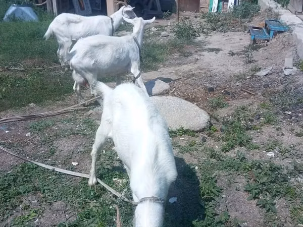 母山羊, Goats — 哈萨克斯坦