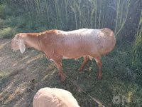 Widder, Edilbay sheep — Foto 5