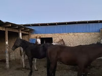 Caballos (lote, sexo no especificado), Caballos — foto 3