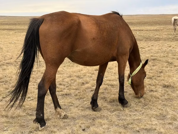 فرس, Kazakh horse — كازاخستان