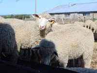 Widder, Kuibyshev sheep — Foto 1
