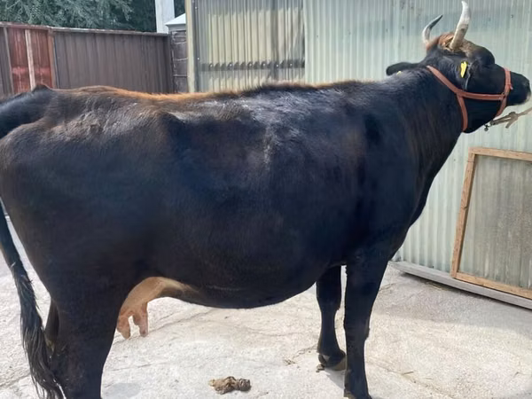 Vaca, Raza Holstein