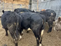 公牛, Aberdeen-Angus — 照片 3