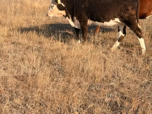 母牛, Simmental cattle — 哈萨克斯坦
