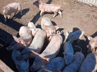 خنازير (دفعة، الجنس غير محدد) — الصورة 2