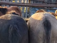 Caballos (lote, sexo no especificado), Horse breed — foto 2