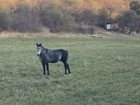 Caballo, Percheron — foto 2