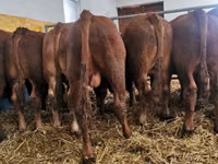 Toro, Vaca Limousin — foto 2