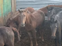 Mare, Horses — photo 4