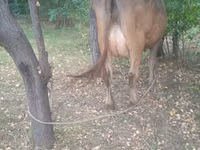 गाय, Swiss cattle — फ़ोटो 4