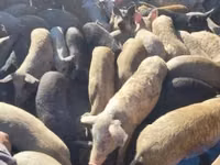 Eber, Schweine — Foto 1