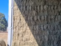 Eragrostis bales - Small (For Sale) — फ़ोटो 2