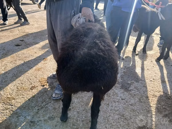 كبش, الأغنام — أوزبكستان