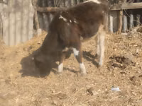 公牛, Swiss cattle — 照片 1