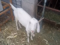 Ziegenbock, Ziegen — Foto 3