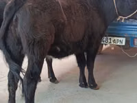 Sigir, Aberdin – Angus — 1-rasm