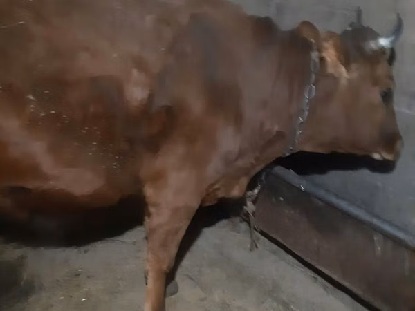 गाय, मवेशी — कज़ाखस्तान