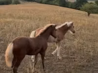 Бие, Haflinger — 2-сурет