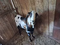Ziegenbock, Nubian Goat — Foto 1