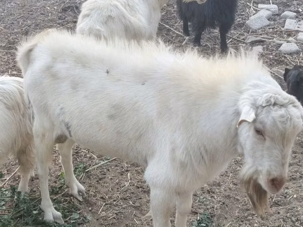 母山羊, Alpine goat — 乌兹别克斯坦