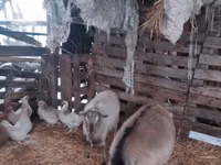 Cabra, Nubian Goat — foto 3