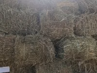 Клевер - Тюкованное сено прямоугольными кипами, перевязано шпагатом — сүрөт 2