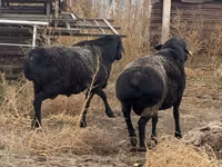 Widder, Hissar sheep — Foto 7