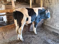 Bulle, Holstein-Rasse — Foto 3
