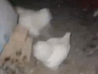 Chickens — Foto 2