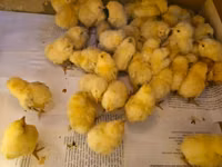 Chickens — 照片 1