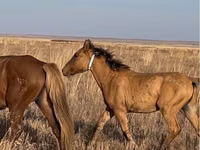 Hengst, Kazakh horse — Foto 3