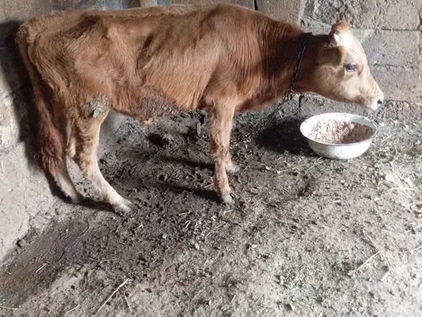 Бұқа, Ірі қара