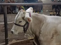 公牛, Swiss cattle — 照片 5