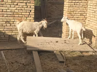 母山羊, Goats — 照片 4