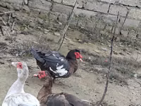Geese — 4-rasm