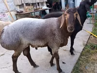 Ram, Sheep — photo 2
