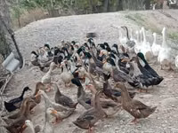 Ducks — Foto 2