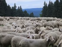 Oveja, Ovejas — foto 5