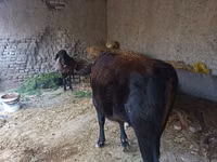Qoramol (partiya, jinsi ko‘rsatilmagan), Qoramol — 5-rasm