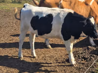 गाय, Russian Black pied cattle — फ़ोटो 2