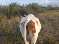 母牛, Simmental cattle — 照片 2