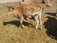 Cow, Simmental cattle — photo 1
