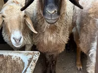 Schaf, Arashan sheep — Foto 6