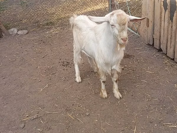 تيس, Saanen goat — قيرغيزستان
