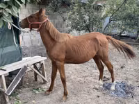 Hengst, Chilean horse — Foto 1