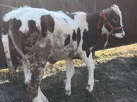 Kuh, Swiss cattle — Foto 2
