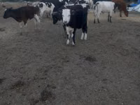 Sigir, Russian Black pied cattle — 1-rasm