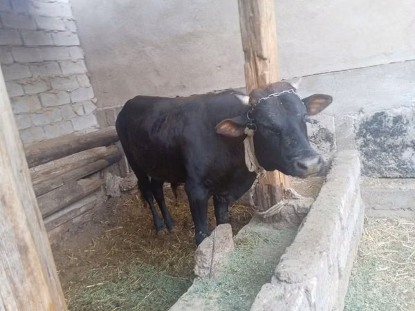 Rinder (Partie, Geschlecht nicht angegeben), Aberdeen-Angus — Usbekistan