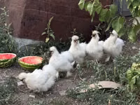 Thailändisches Kampfhuhn — Foto 7